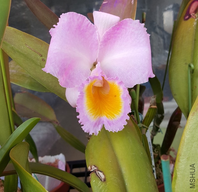 C.schroederae fma. marmorata_05.jpg