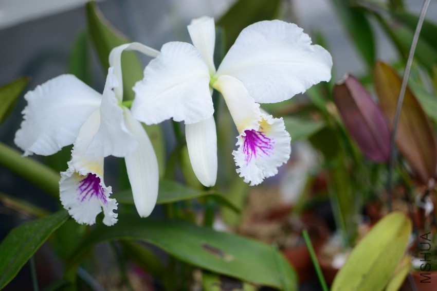 C.mossiae fma. Reineckiana 'Mayu'13.jpg