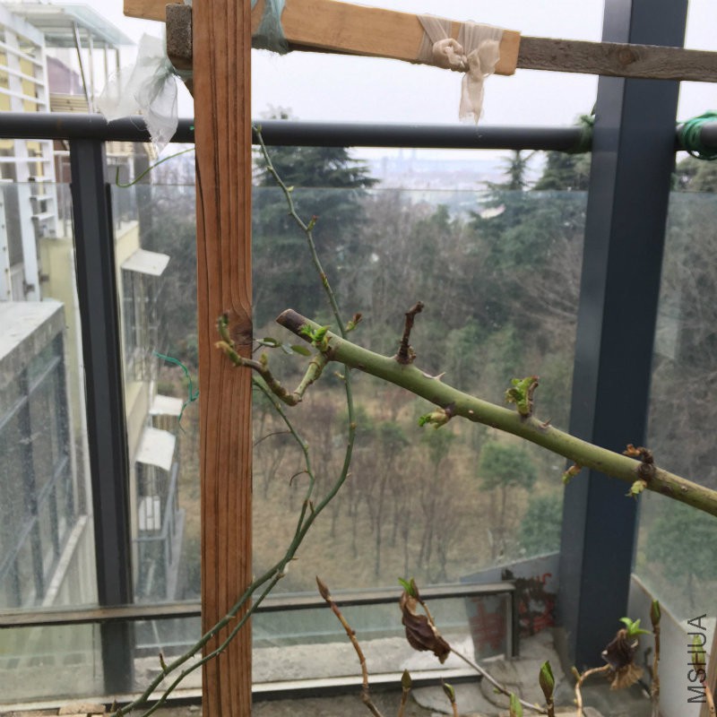 2017030602.jpg