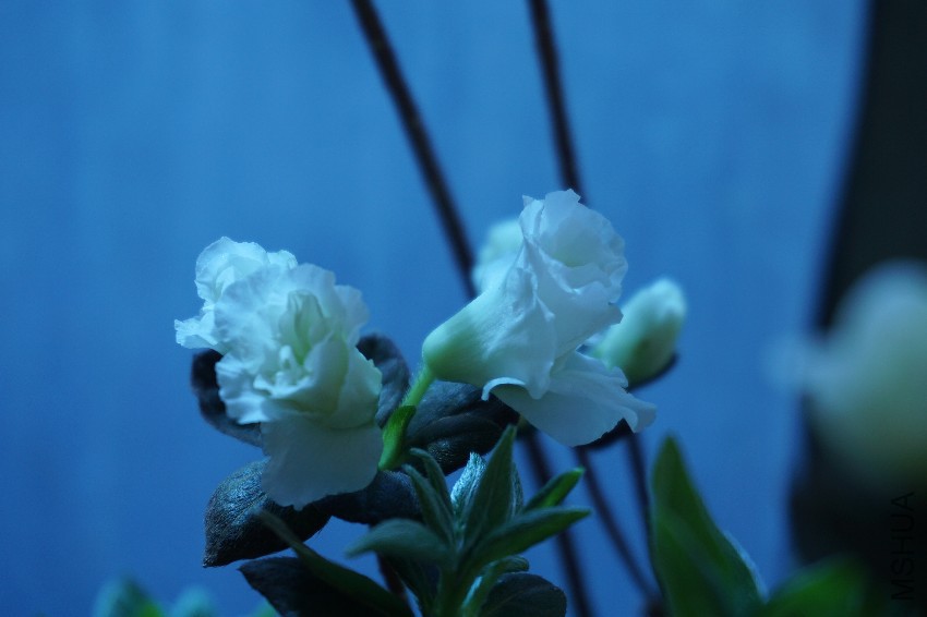 DSC00086.JPG