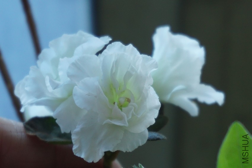 DSC00122.JPG