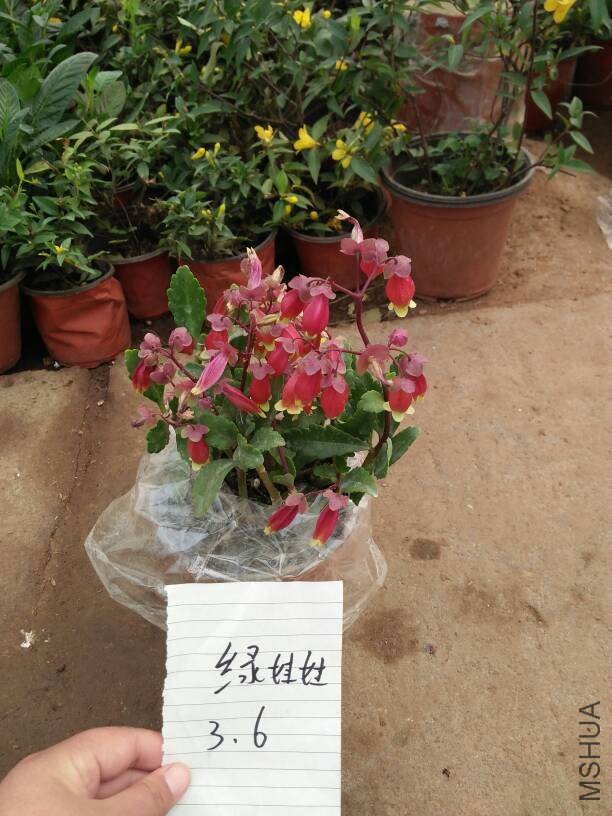 130652ctkuc4bn33fwshbi.jpg
