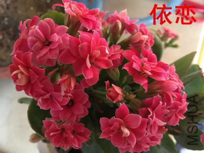 IMG_4757_����.jpg