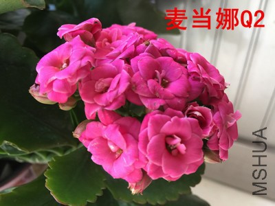 IMG_4898_����.jpg