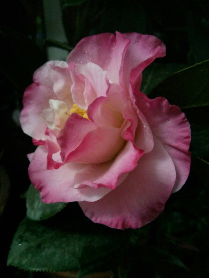 182143hmwp0qyzpr2mpnfn.jpg