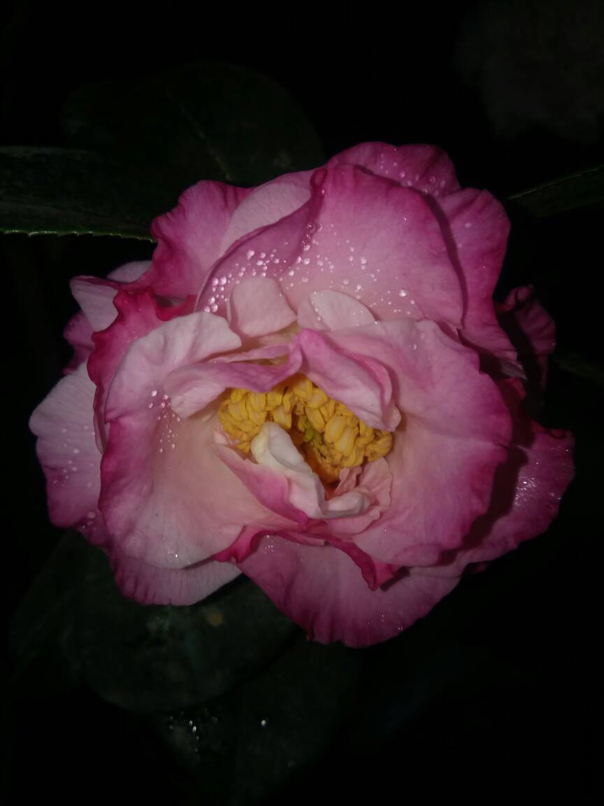 182147jafffu8n7nzn07za.jpg