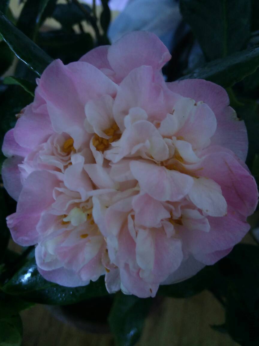 210349rcbppbfjfp2fxys8.jpg