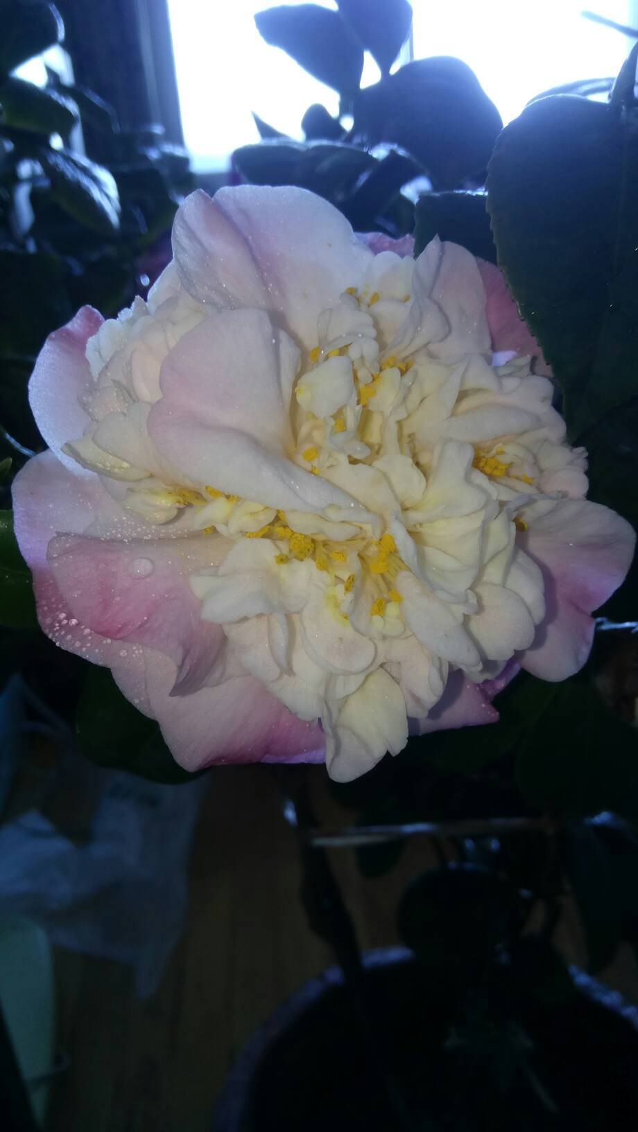 210354damw6vdwgcgcm1au.jpg