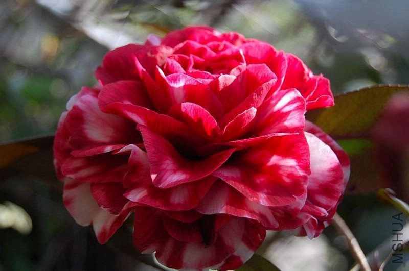 DSC_32560482.JPG