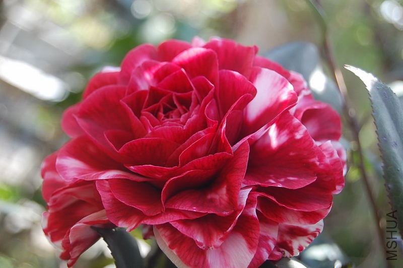 DSC_32060432.JPG