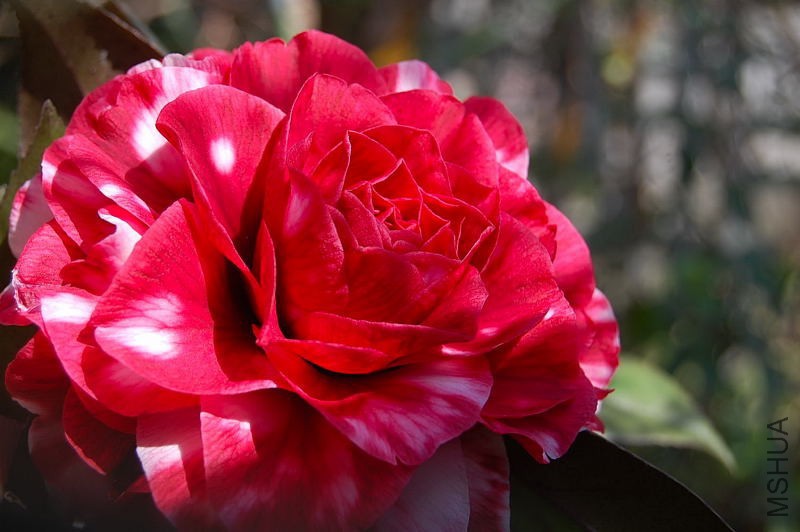 DSC_32490475.JPG
