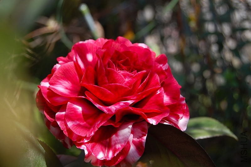 DSC_32330459.JPG