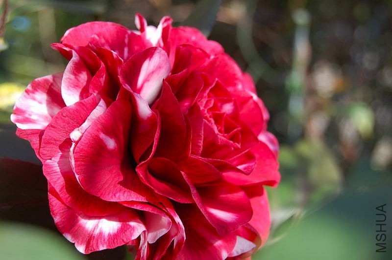 DSC_32090435.JPG