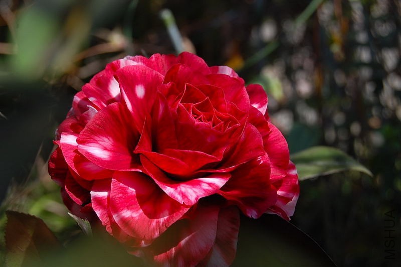 DSC_32410467.JPG
