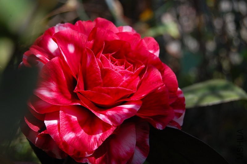 DSC_32250451.JPG