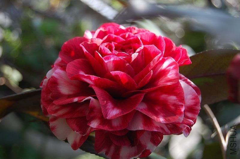 DSC_32630489.JPG