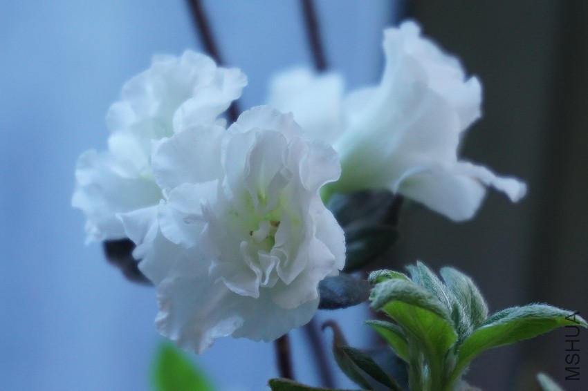 DSC00144.JPG