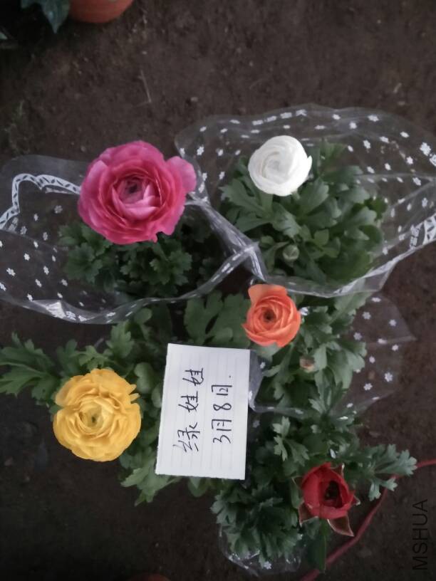 190753nk29ypwz2pukku64.jpg