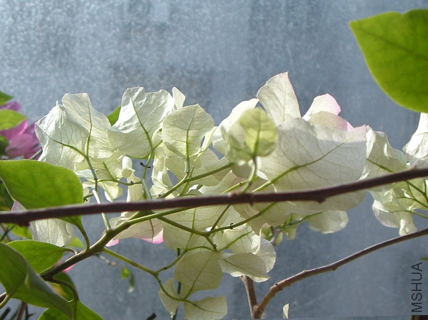 DSCF0465.JPG