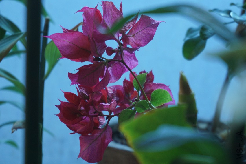 DSC00155.JPG
