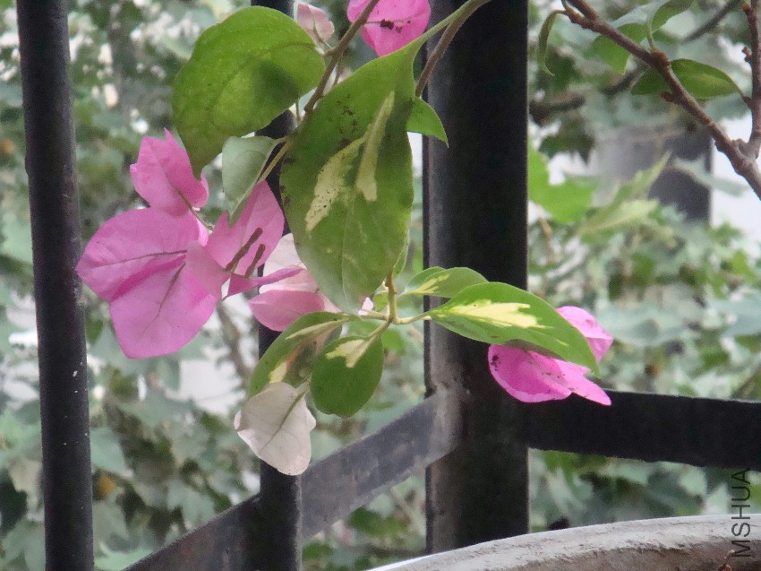 DSC02272.JPG