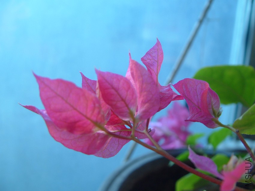 DSCF0464.JPG
