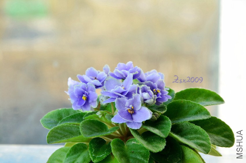 DSC_5997.JPG