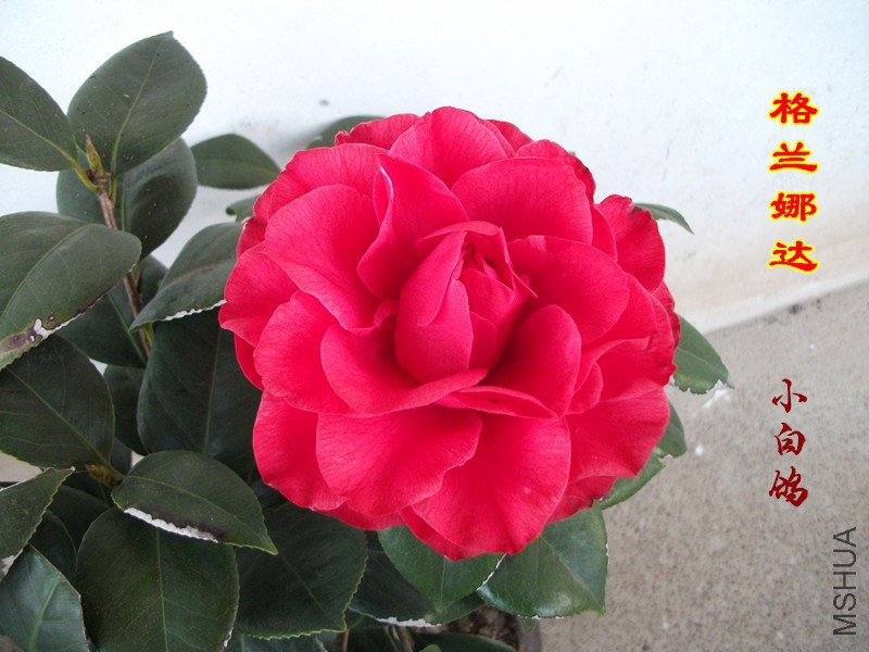 DSCF1458_����.jpg