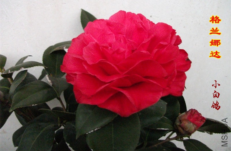 DSCF1464_����.jpg
