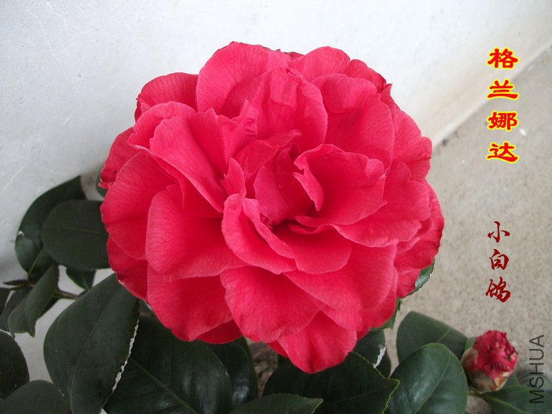 DSCF1469_����.jpg