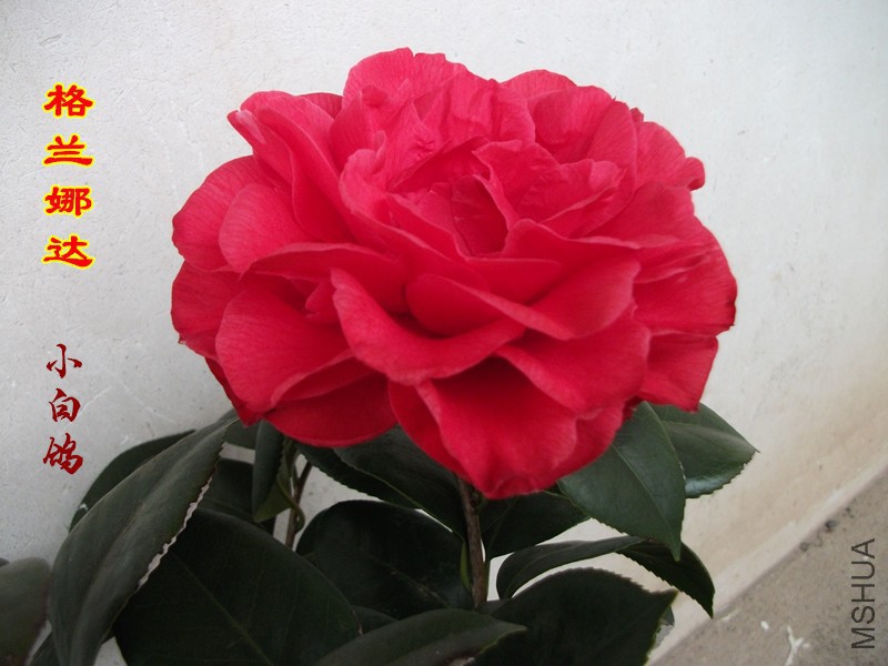 DSCF1470_����.jpg