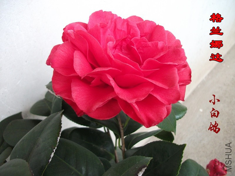 DSCF1473_����.jpg