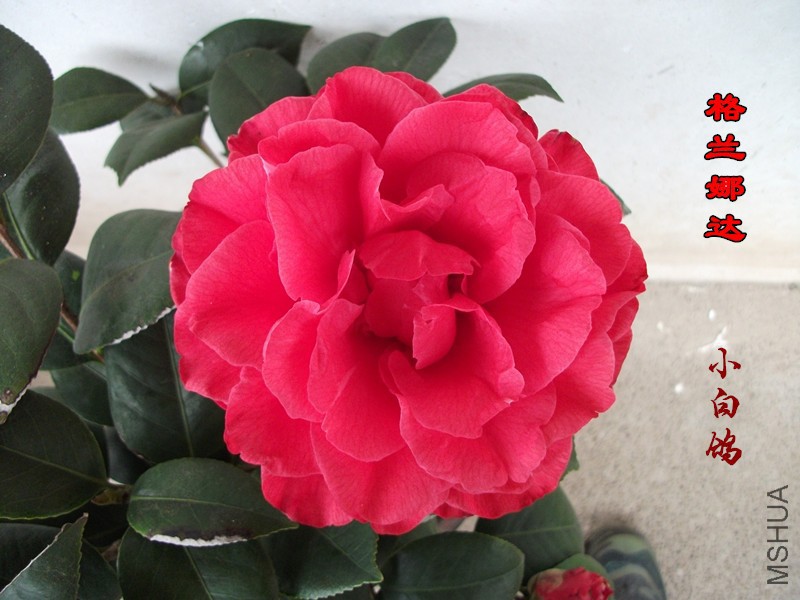 DSCF1474_����.jpg