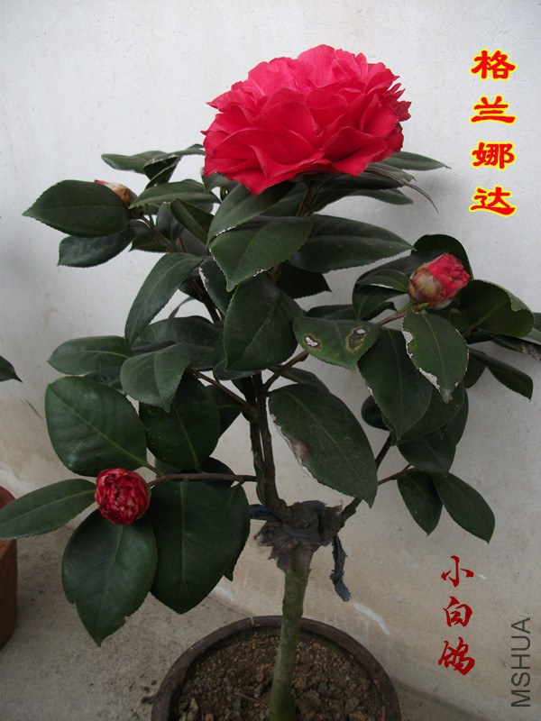 DSCF1475_����.jpg