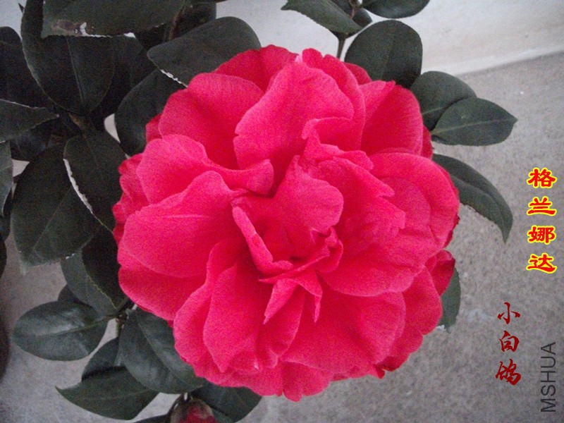 DSCF1493_����.jpg