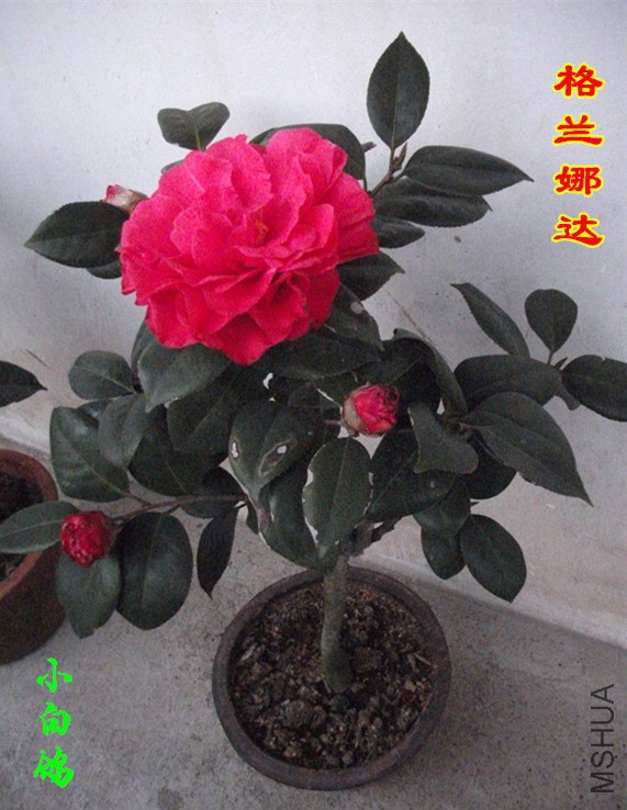 DSCF1503_����.jpg