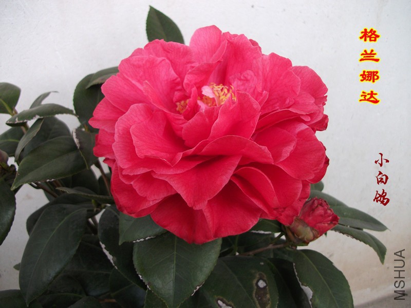 DSCF1531_����.jpg