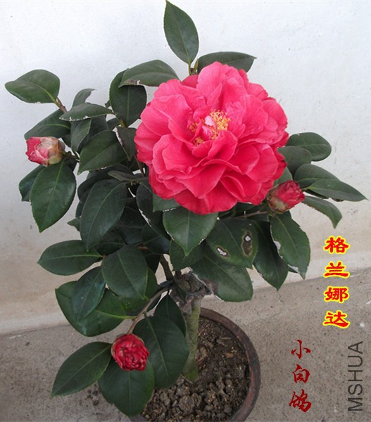 DSCF1537_����.jpg