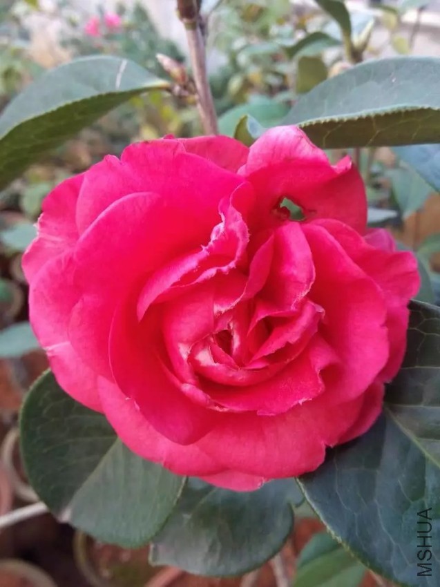 2345_image_file_copy_7.jpg