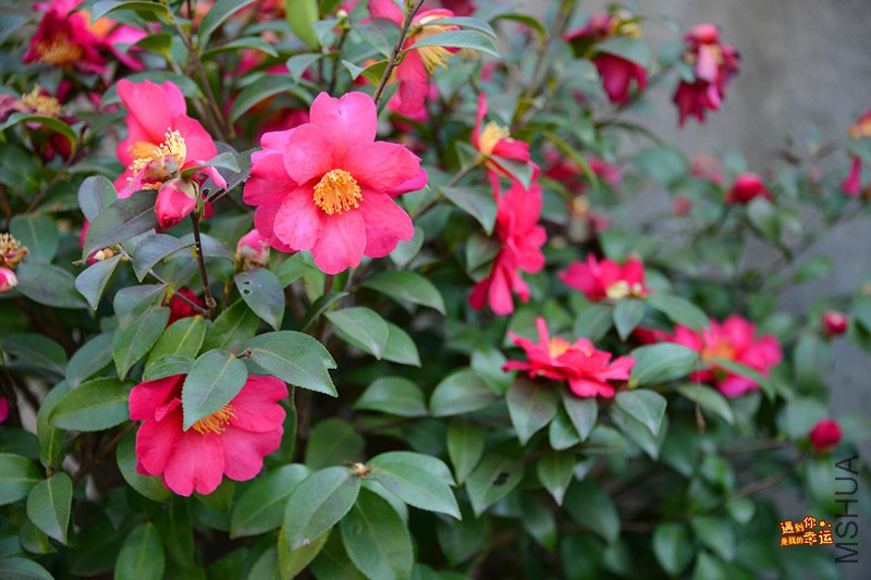 ��Ƭ 239_����.jpg