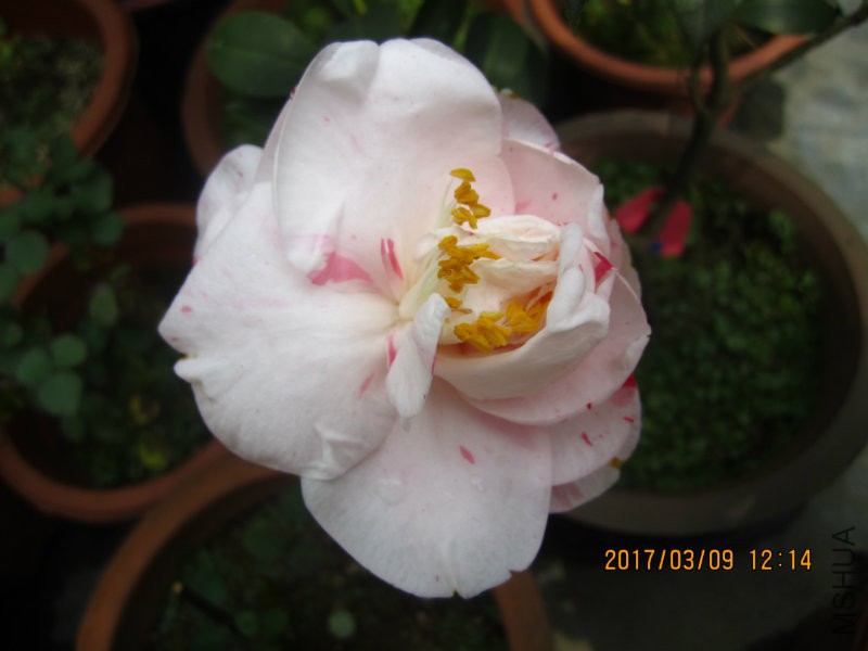 IMG_8735.JPG