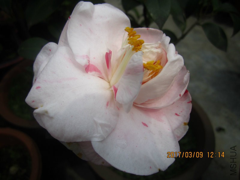 IMG_8736.JPG