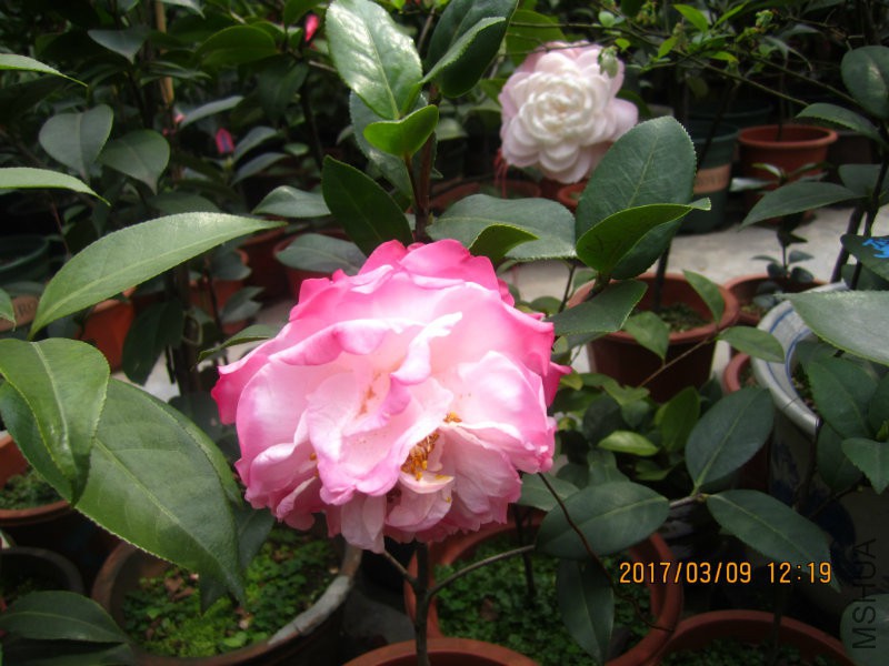 IMG_8739.JPG