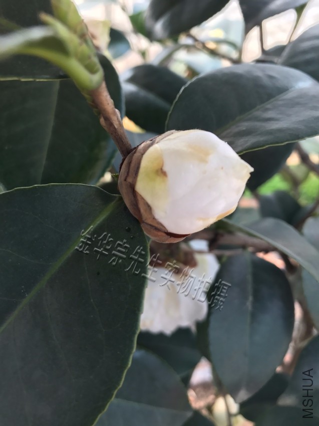 �軨Ʒ�֣�������
