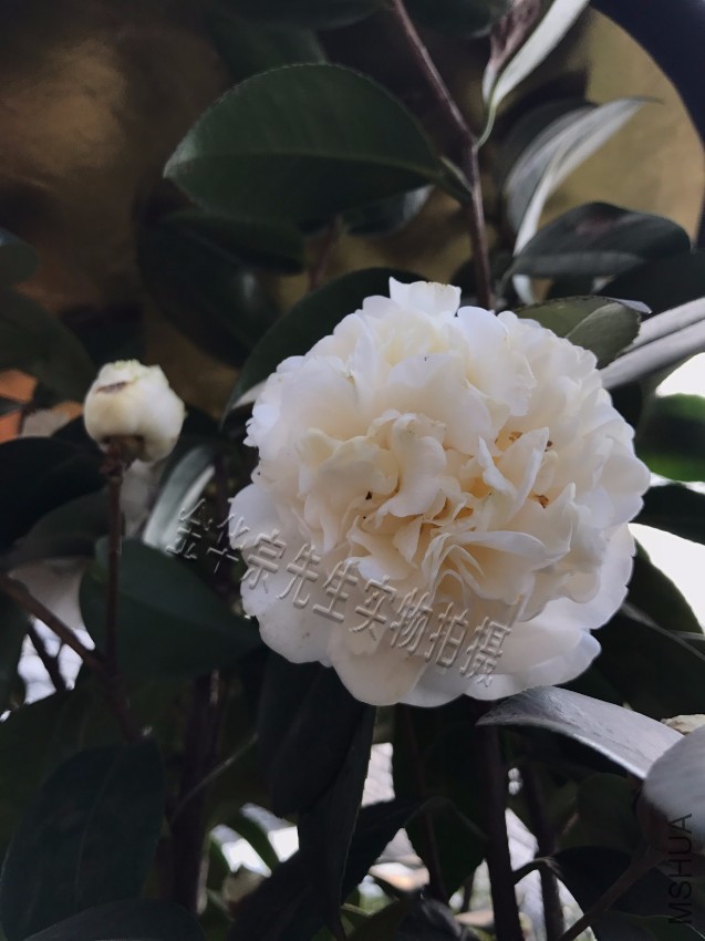 �軨Ʒ�֣�������