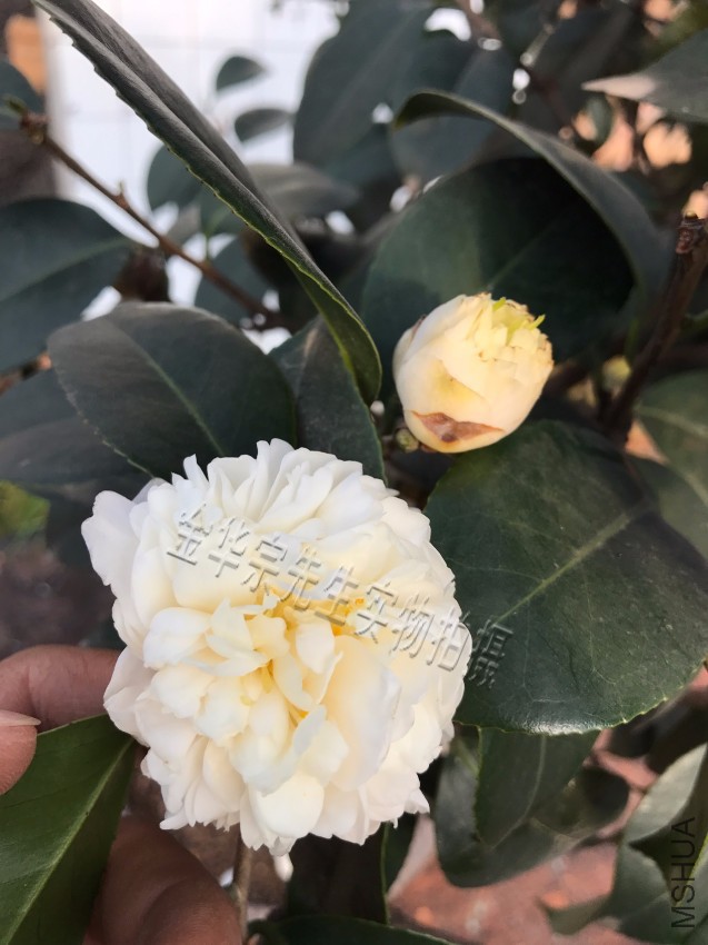 �軨Ʒ�֣�������