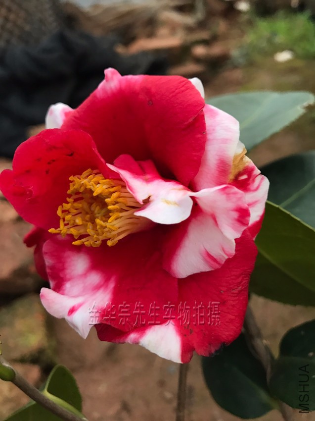 �軨Ʒ�֣��������