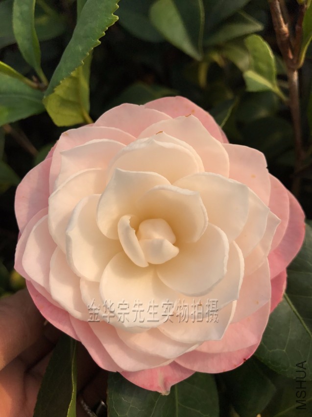 �軨Ʒ�֣���
