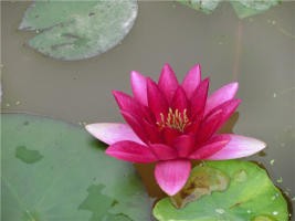 psb (2).jpg