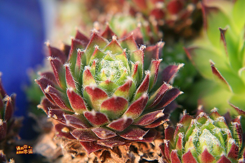 ��Ƭ 274_����.jpg